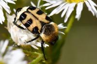 Trichius gallicus
