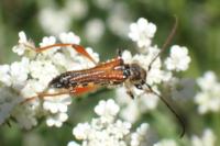 Stenopterus rufus