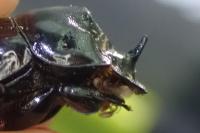 Copris lunaris