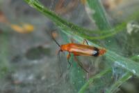 Rhagonycha fulva