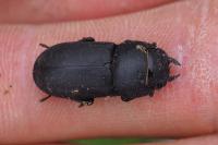 Dorcus parallelipipedus