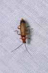 Rhagonycha fulva