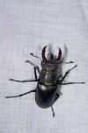 Lucanus cervus