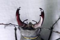 Lucanus cervus