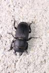 Dorcus parallelipipedus