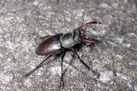 Lucanus cervus