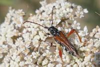 Stenopterus rufus