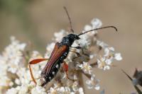 Stenopterus rufus