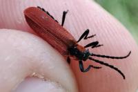 Lygistopterus sanguineus
