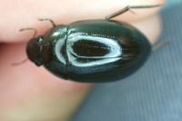 Hydrochara caraboides