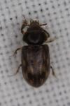 Heterocerus fenestratus