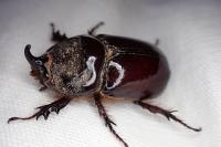 Oryctes nasicornis