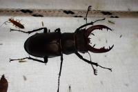 Lucanus cervus