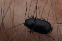 Cryptocephalus moraei