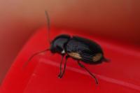 Cryptocephalus moraei