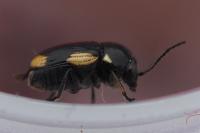 Cryptocephalus moraei