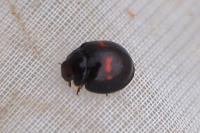 Chilocorus bipustulatus