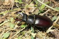 Lucanus cervus