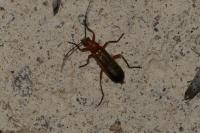 Rhagonycha fulva