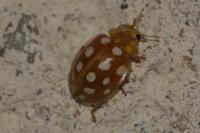 Halyzia sedecimguttata