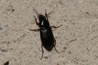 Pseudoophonus rufipes
