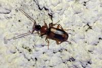 Zuphium olens