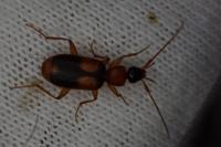 Zuphium olens