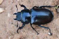 Lucanus cervus