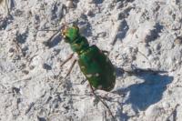 Cicindela maroccana