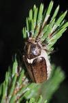 Anoxia villosa