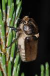 Anoxia villosa