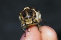 Anoxia villosa