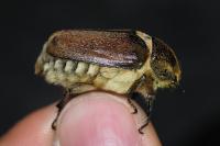 Anoxia villosa