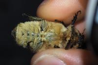 Anoxia villosa