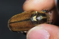 Anoxia villosa
