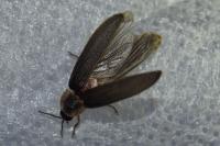 Lampyris noctiluca / Lampyris iberica