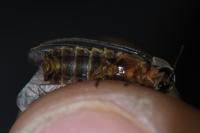 Lampyris noctiluca / Lampyris iberica