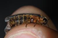 Lampyris noctiluca / Lampyris iberica