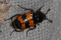 Nicrophorus vespillo