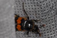 Nicrophorus vespillo