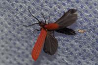 Lygistopterus sanguineus