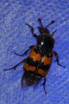 Nicrophorus vespillo