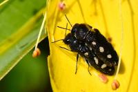 Acmaeodera bipunctata