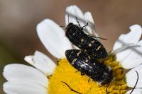 Acmaeoderella flavofasciata