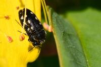 Acmaeodera bipunctata