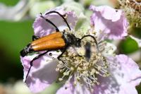 Stictoleptura fulva