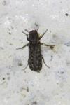Lichenophanes varius