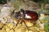 Oryctes nasicornis