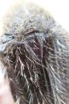 Tropinota squalida