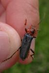 Cantharis rustica